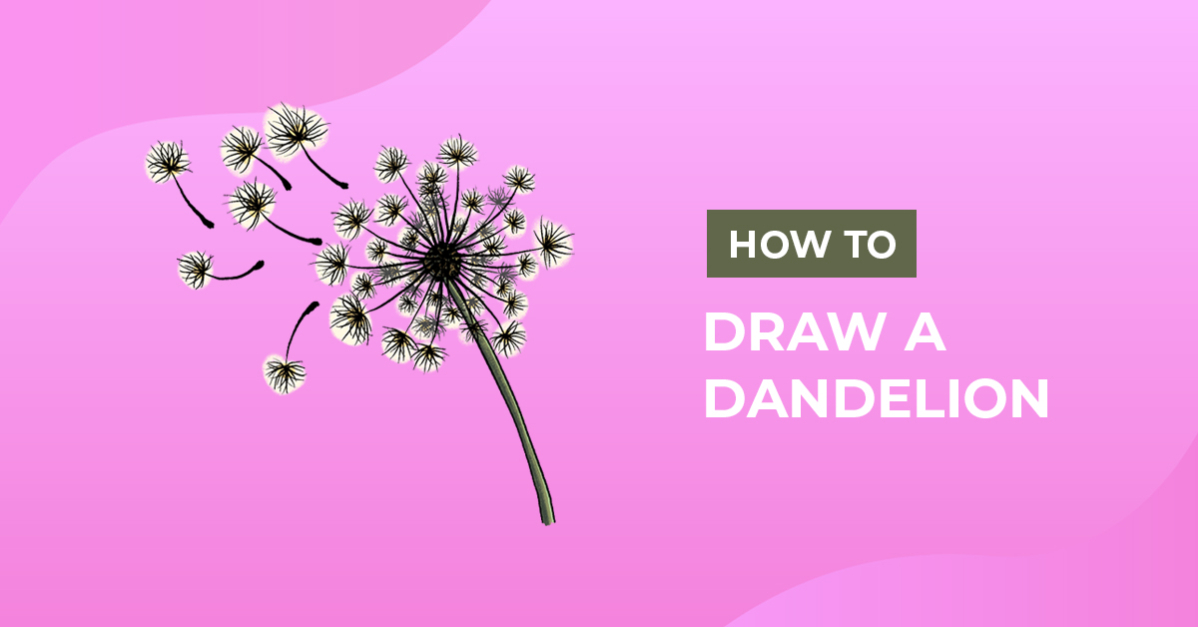 How to Draw a Dandelion