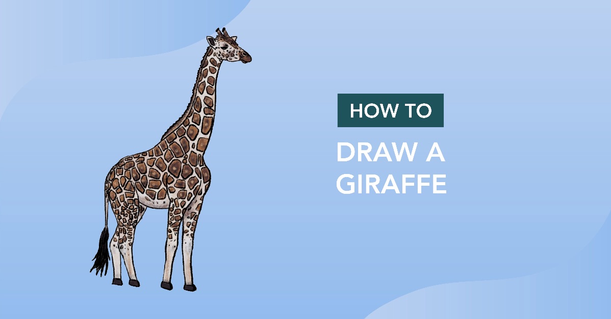 How to Draw a Giraffe