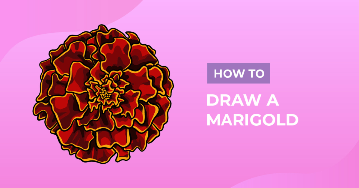 How to Draw Marigold