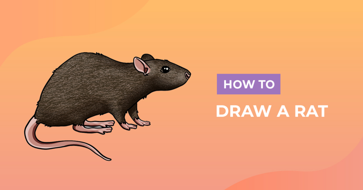 How to Draw a Rat
