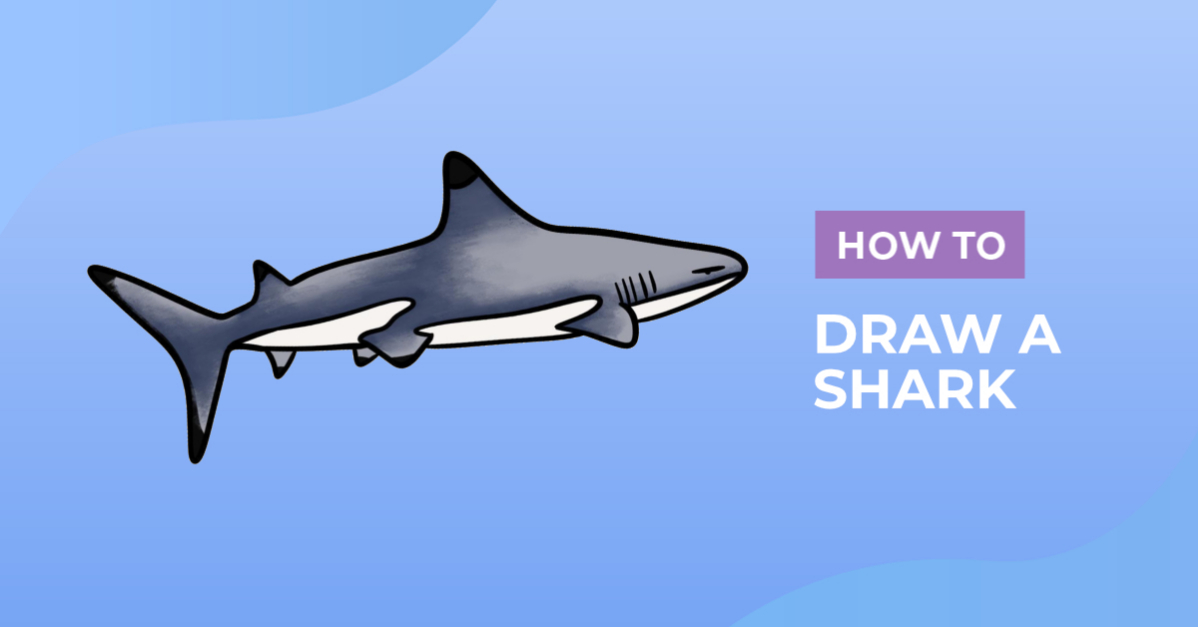How to Draw a Shark