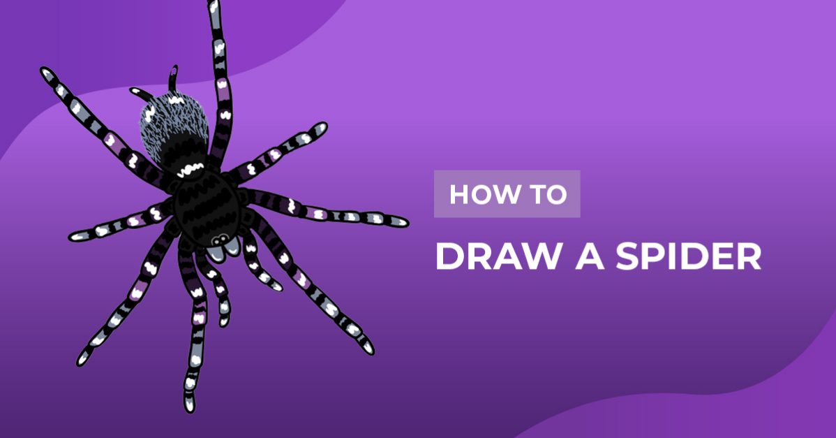 How to Draw a Spider