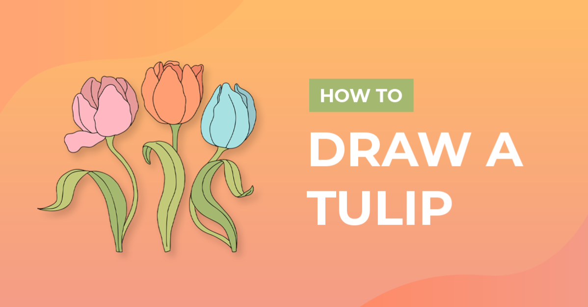 How to Draw a Tulip