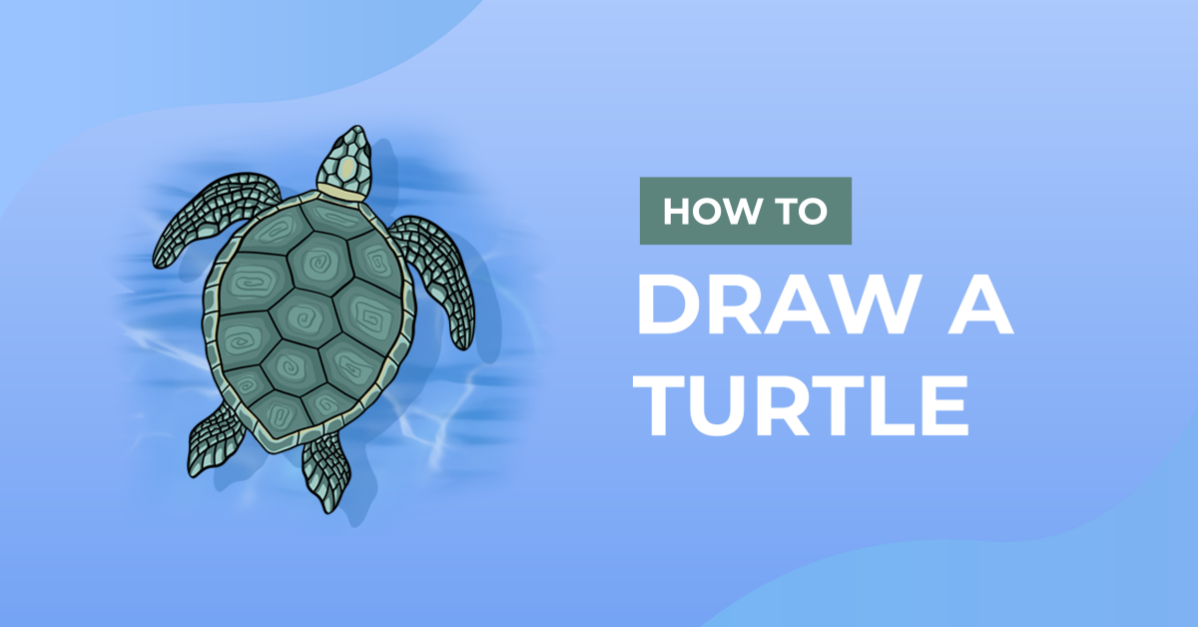 How to Draw a Turtle