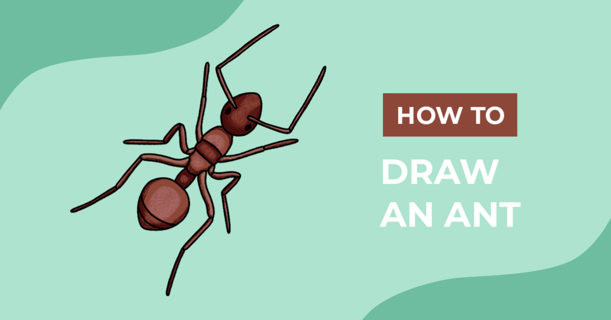 How to Draw an Ant