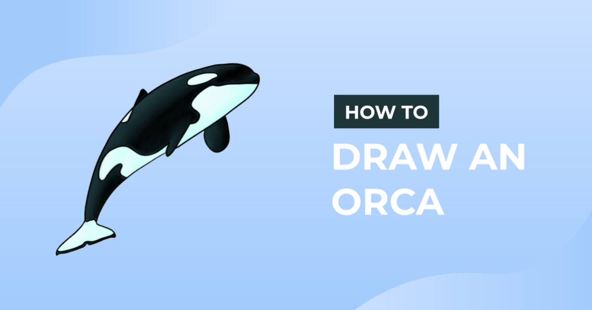 How to Draw an Orca